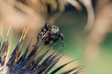 Springspinne auf einer verbl&uuml;hten Distel
