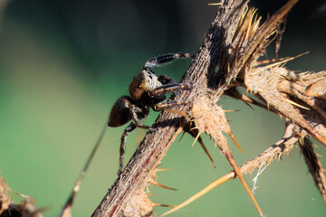 Springspinne auf einer verbl&uuml;hten Distel
