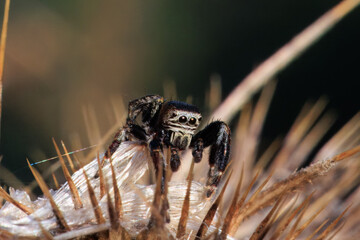 Springspinne auf einer verbl&uuml;hten Distel