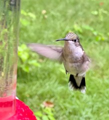 Ruby-throated hummingbird