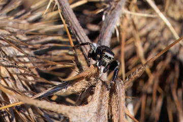 Springspinne auf einer verbl&uuml;hten Distel