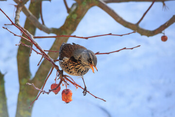 Wacholderdrossel im Winter auf dem Ast eines Zierapfelbaums