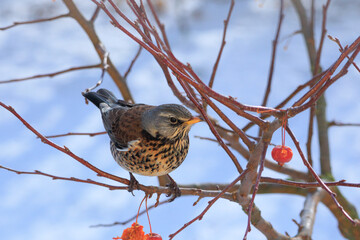 Wacholderdrossel im Winter auf dem Ast eines Zierapfelbaums