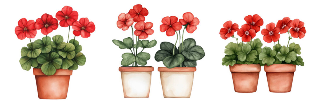 vibrant collection of geraniums in terracotta pots showcases their lush green leaves and bright red flowers, adding cheerful touch to any space