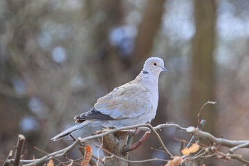 T&uuml;rkentaube im Winter