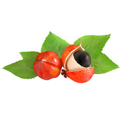 guarana fruit Brazil Amazon