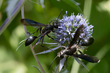 Stahlblauer Grillenj&auml;ger