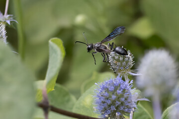 Stahlblauer Grillenj&auml;ger