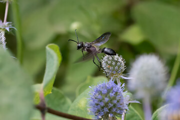 Stahlblauer Grillenjäger