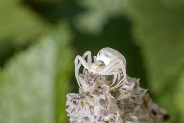 Krabbenspinne auf einem verbl&uuml;hten Wollziest