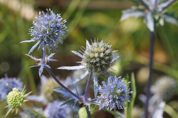 Bl&uuml;ten eines Mannstreu in der Sonne
