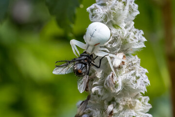 Krabbenspinne mit Fliege als Beute