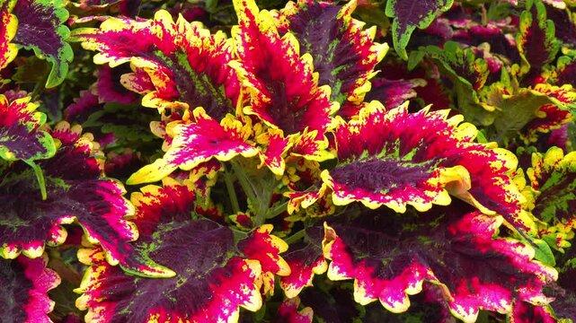 Cultivar of Coleus - hullwort, spurflower, flybush, hedgehog flower - ornamental plant with colorful bright leaves in the garden