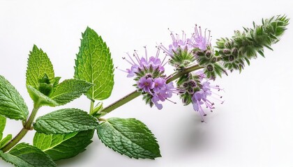 Vibrant Peppermint Herb with Lush Green Leaves and Blooming Purple Flowers. Perfect for Herbal Remedies, Natural Aromatherapy, Culinary Infusions, and Wellness Applications