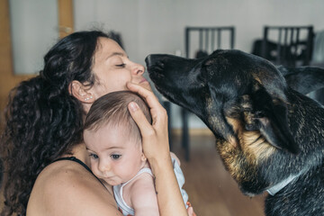 German shepherd dog smelling newborn baby held by mother. German shepherd dog is getting to know a newborn baby at home