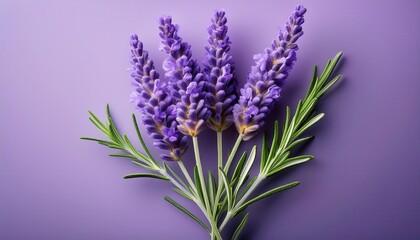 Fototapeta premium Close-Up of Vibrant Lavender Flower with Silvery Green Leaves on a Soft Purple Background. Ideal for Aromatherapy, Herbal Medicine, Spa Themes, and Natural Wellness Concepts