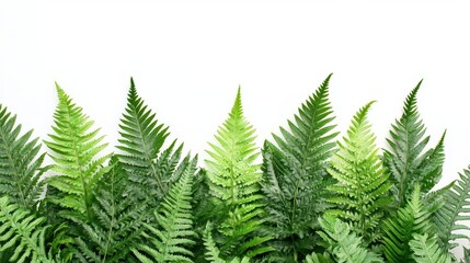 an elegantly arranged display of lush green fern leaves on a clean white background, highlighting the intricate details of the foliage and showcasing the beauty of nature in a botanical design