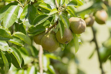 Birnen auf der Streuobstwiese. Alte Sorten findet man hier noch