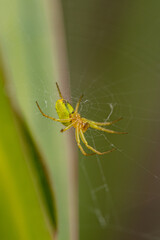 Kaum zu erkennen ist die kleine Spinne in ihrem Netz