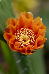 Weit ge&ouml;ffnete Bl&uuml;te einer Kaktusfeige