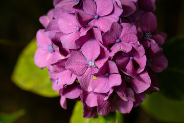 Blühende Hortensie mit Blüte in der Blüte