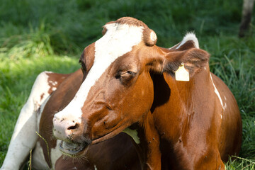 Milchkuh auf der Weide beim wiederkäuen