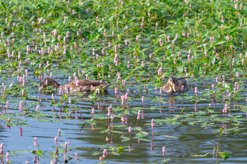 Mallards swim among pink Persicaria amphibia flowers in a pond. longroot smartweed, water knotweed