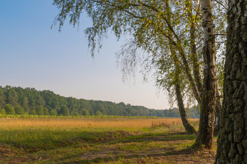 Obraz premium Field near the forest. Birch. Autumn rural landscape.