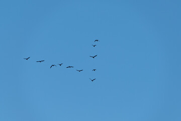 A flock of black birds flies in a wedge formation in the sky. Animal behavior