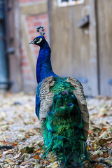 Freilebender Pfau auf Bauernhof