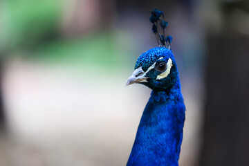 Fototapeta premium Freilebender Pfau auf Bauernhof