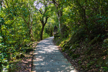 Fototapeta premium Serene Forest Pathway Surrounded by Tall Trees and Lush Greenery