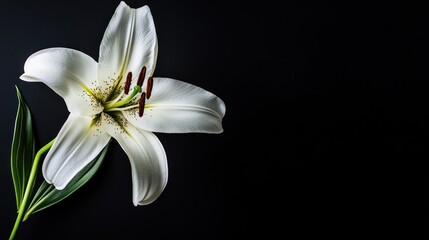 Fototapeta premium White Lily on Black Background