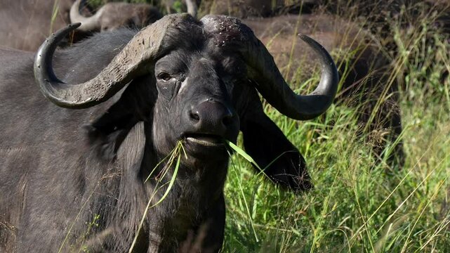 Closeup footage of an African buffalo eating green grass in Serengeti National Park, Tanzania