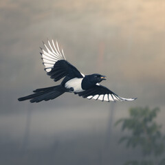 Eurasian magpie in flight