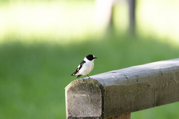 bird on a fence