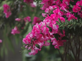 Fototapeta premium A vibrant branch of pink flowers set against a blurred green background