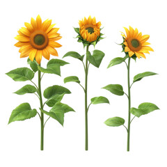 Fototapeta premium Vibrant Set of Realistic Sunflowers with Bright Yellow Petals Against a Natural Background
