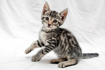 Obraz premium A young tabby kitten with a playful expression isolated on white background