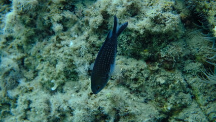 Damselfish or Mediterranean chromis (Chromis chromis) undersea, Aegean Sea, Greece, Halkidiki, Pirgos beach