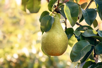 ripe pear on a tree branch on a green background