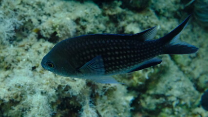 Damselfish or Mediterranean chromis (Chromis chromis) undersea, Aegean Sea, Greece, Halkidiki, Pirgos beach