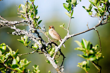 Nightingale vulgaris, or Oriental – Luscinia Luscinia (l., 1758)
 It is one of the most famous species of songbirds. Breeds in Eastern Europe, in the central and southern regions of Western Siberia