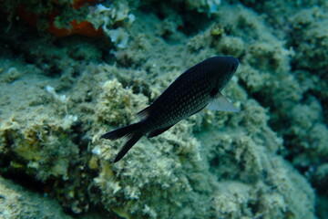Damselfish or Mediterranean chromis (Chromis chromis) undersea, Aegean Sea, Greece, Halkidiki, Pirgos beach