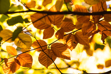 sun through the leaves