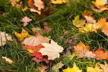 Closeup of colorful autumn leaves
