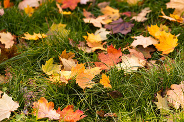 Closeup of colorful autumn leaves