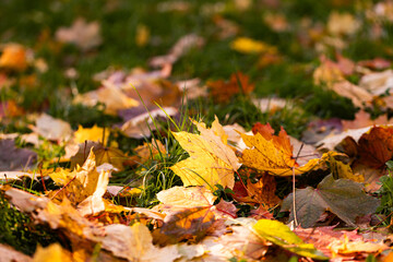 Closeup of colorful autumn leaves