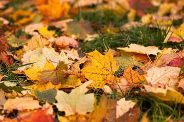 Closeup of colorful autumn leaves