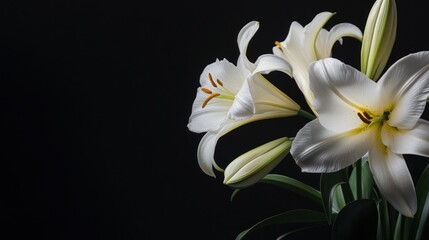 Elegant White Lilies on a Black Background